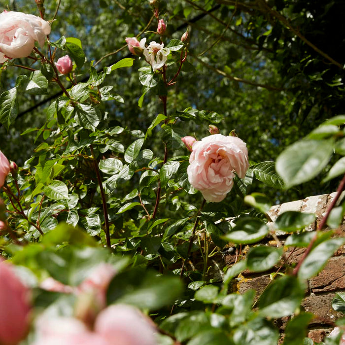 How to Grow The Generous Gardener Roses