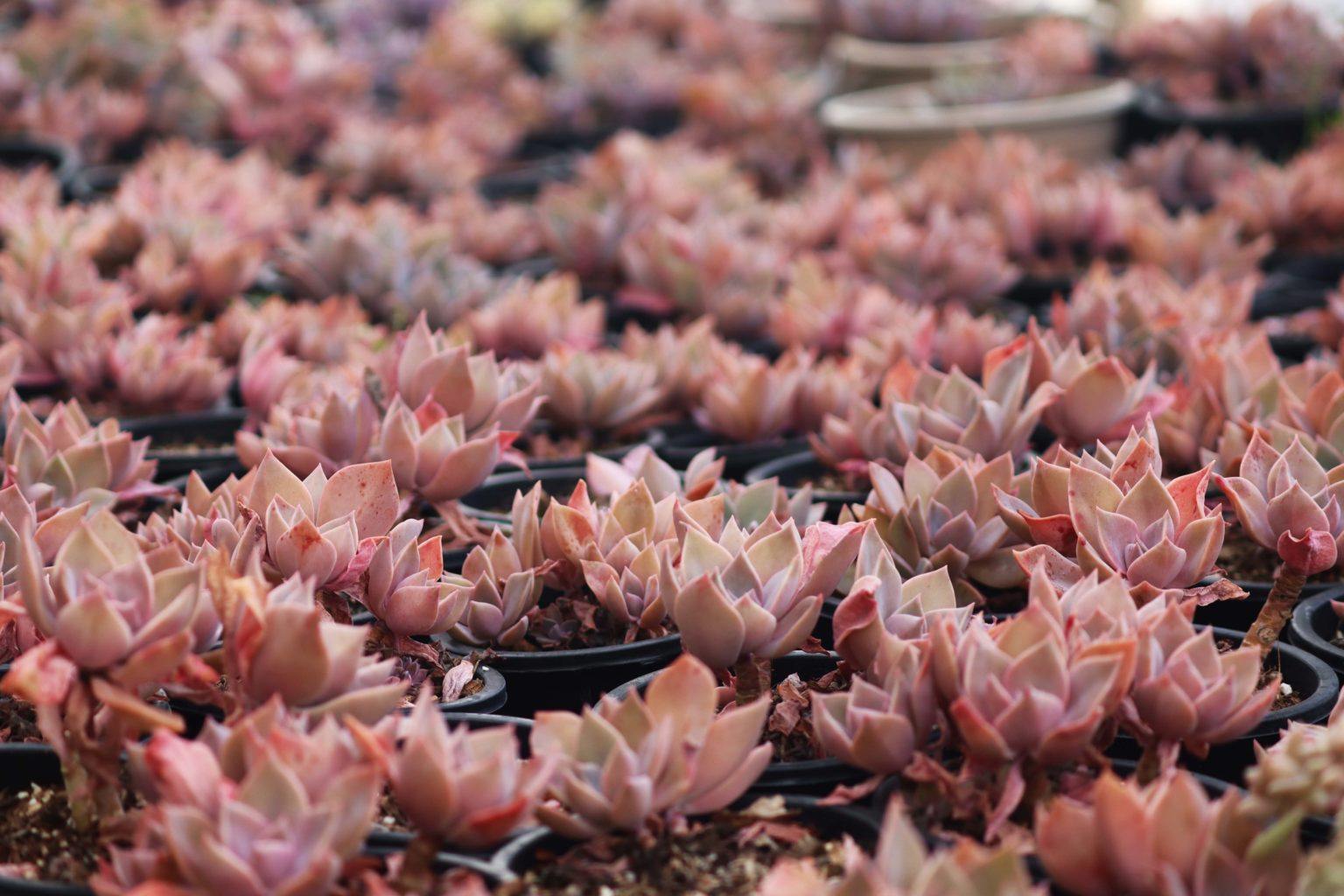 Benefits of growing Succulents Plants  Mainaam Garden