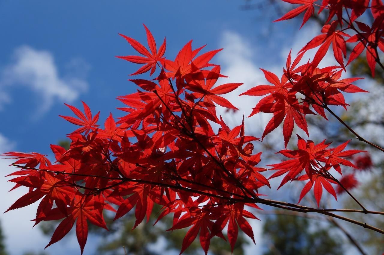 acer_palmatum.jpg?v=1623051085