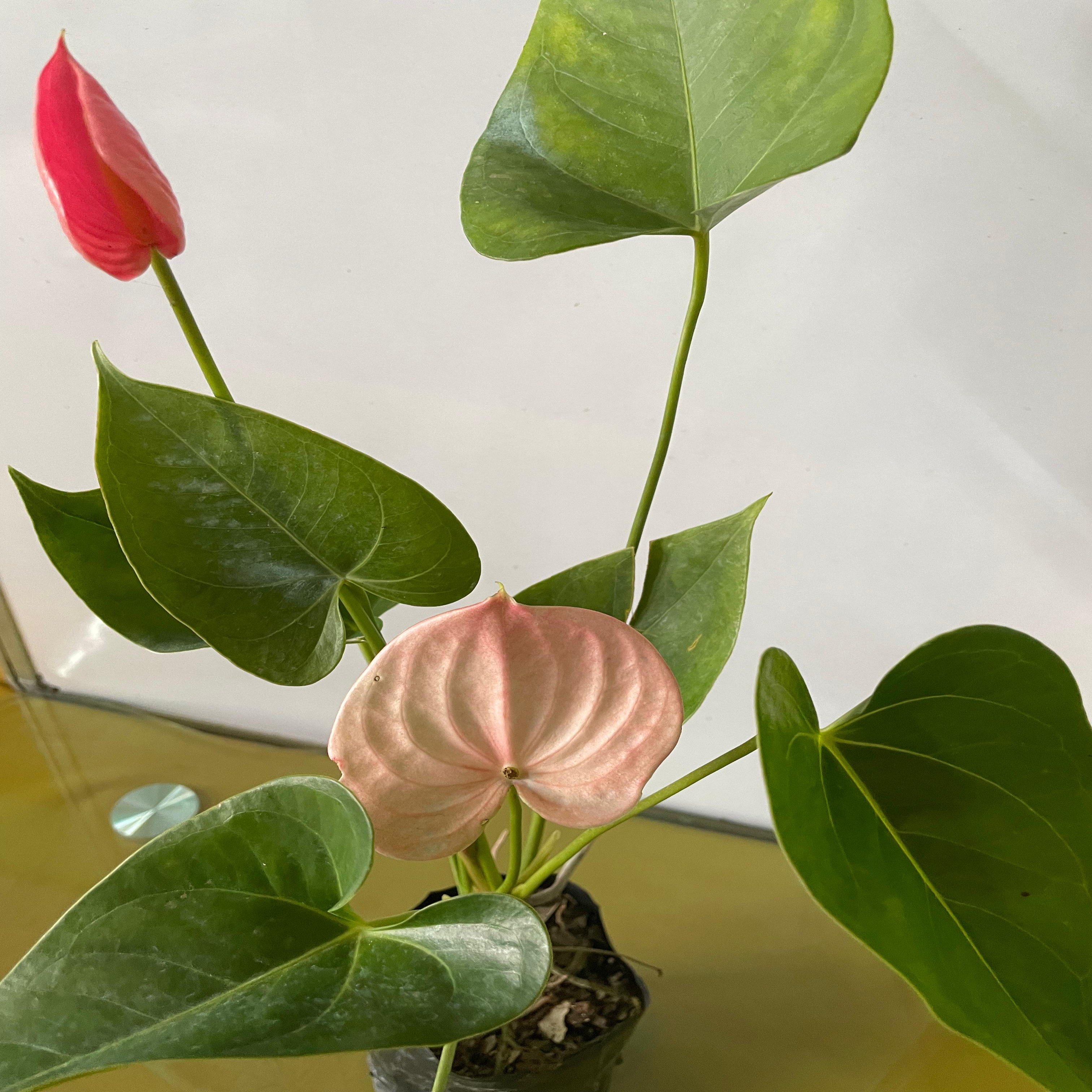 フィカス anthurium HYBRID Anthurium Hybrids – understoryoasis