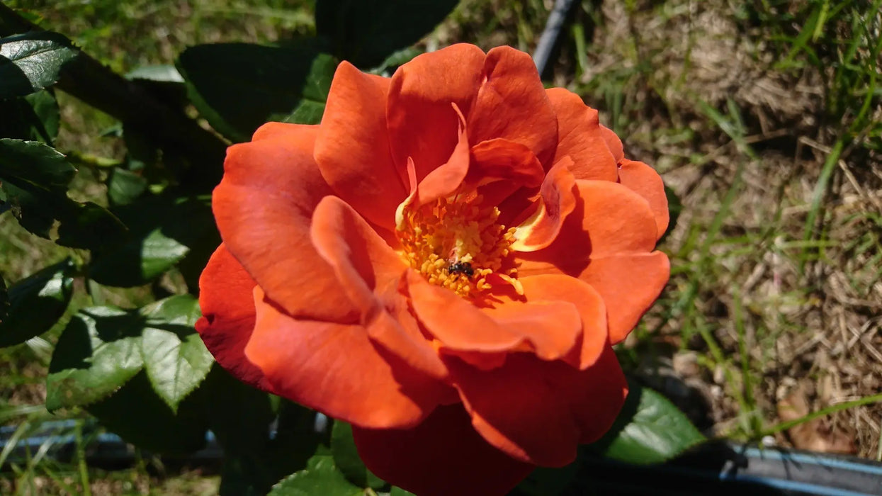 Royal Dane | Hybrid Tea Rose