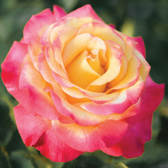 Dream Come True Rose | Grandiflora