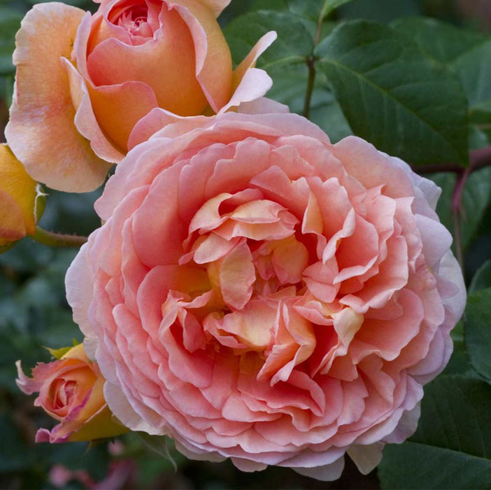 Abraham Darby Rose  | English Shrub Rose
