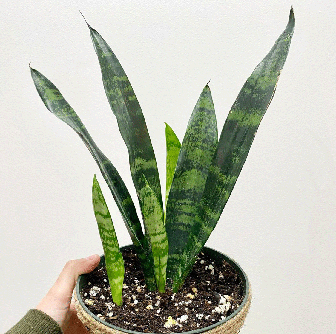 Sansevieria Trifasciata 'Black Coral' — Mainaam Garden