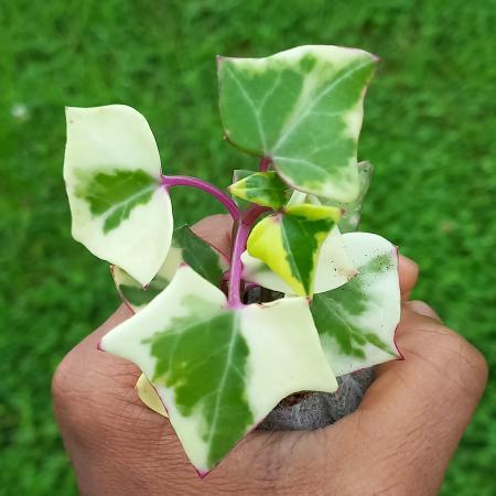 Variegated Wax Ivy (Senecio macroglossus 'Variegatus') — Mainaam