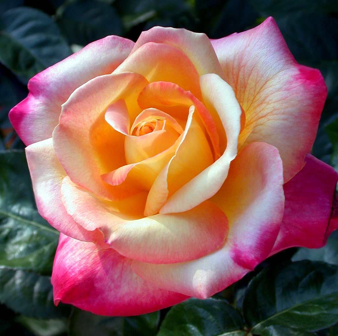 Love and Peace Rose | Hybrid Tea Rose — Mainaam Garden