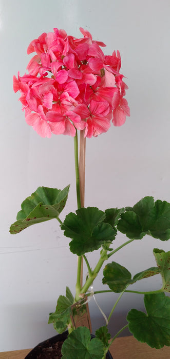 Geranium ( Single Petal Light Pink )