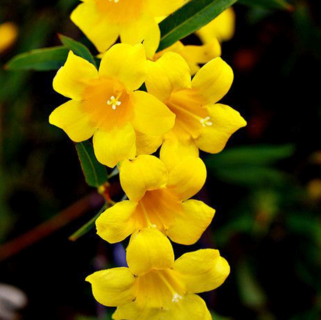 Yellow Jasmine — Mainaam Garden