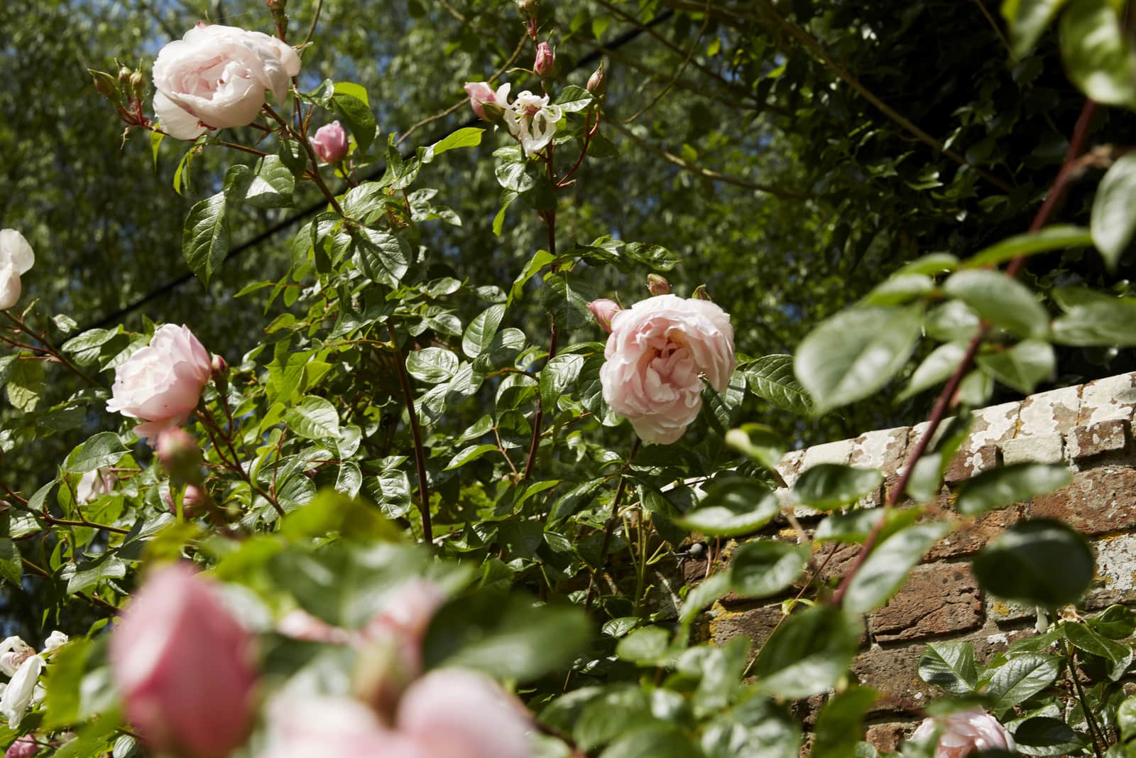 How to Grow The Generous Gardener Roses