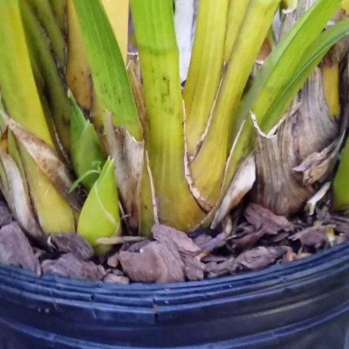 How to Rebloom Cymbidium Orchids I Mainaam Garden