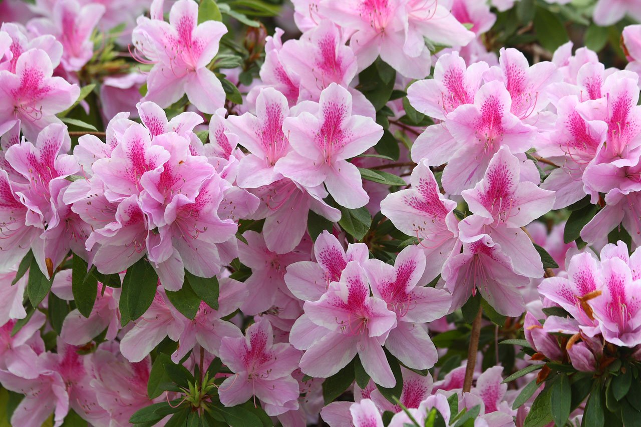 Beat the Heat: Can Azaleas Survive a 45°C Indian Summer? (Yes, and Here’s How!)