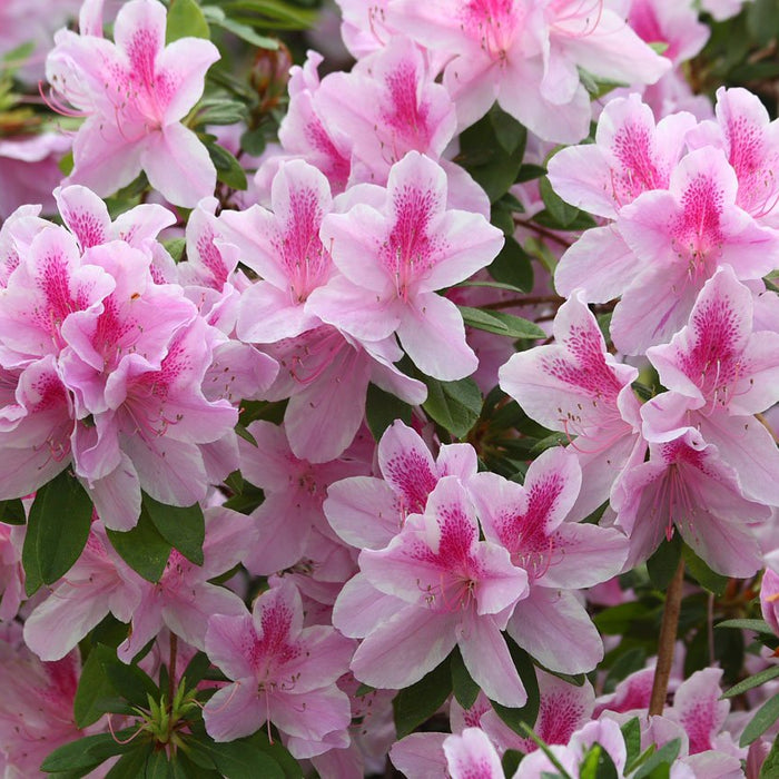 Beat the Heat: Can Azaleas Survive a 45°C Indian Summer? (Yes, and Here’s How!)