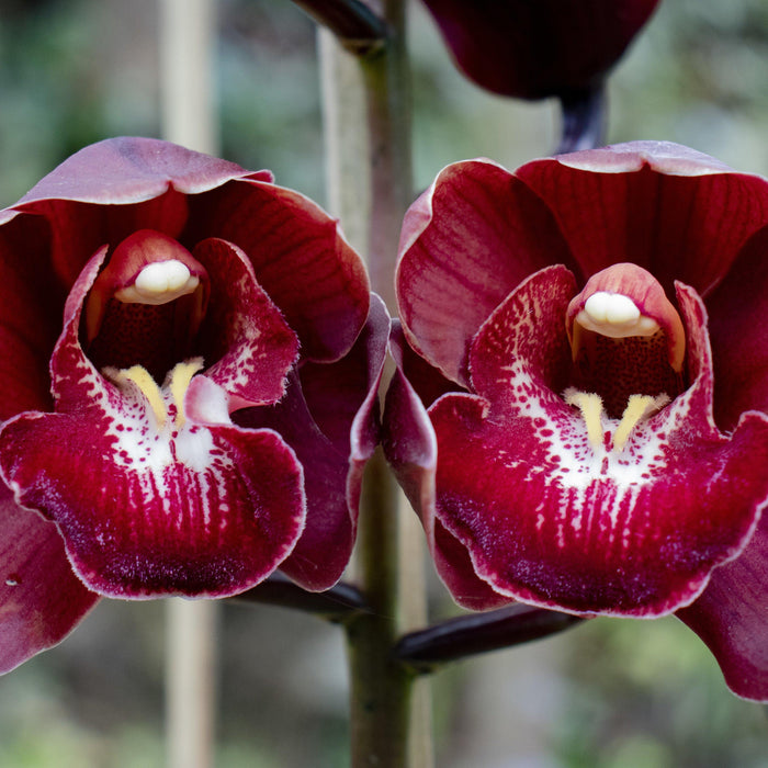 How to take care of orchids ? - Mainaam Garden