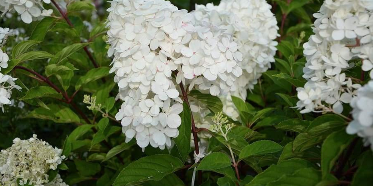 Hydrangea Drop In How to Grow Hydrangea Paniculata: Full Sun, Hardy Hydrangea Care Guide ...