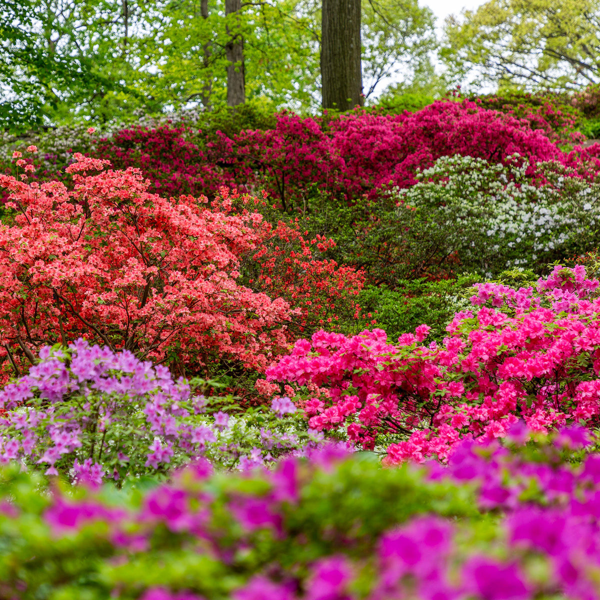 Azalea Range 9 Types of Azaleas to Grow in Your Garden — Mainaam Garden