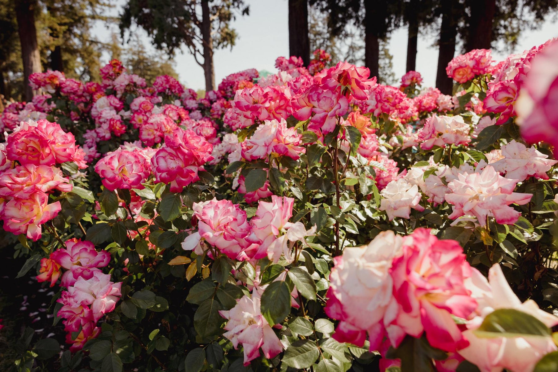 The Basics of Growing Roses: A Beginner's Rose Growing Guide | Mainaam Garden