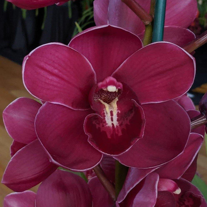 Regal Flames “Queen of Heart” Cymbidium Orchid - Mainaam Garden