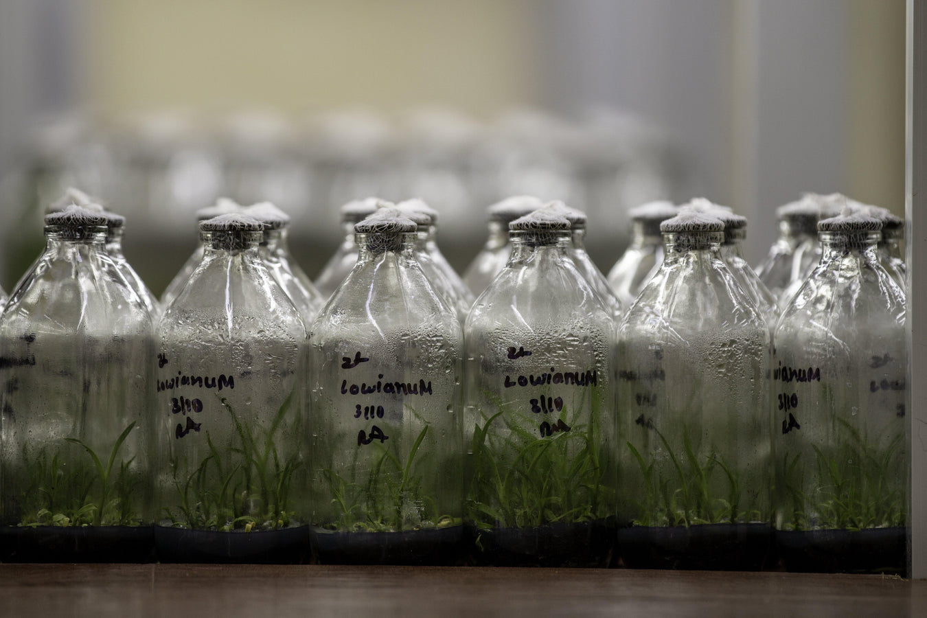 Flasks - Mainaam Garden