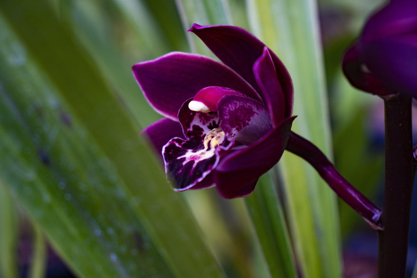 WHOLESALE - Mainaam Garden