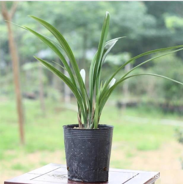 2-3 YEAR OLD PLANTS - Mainaam Garden