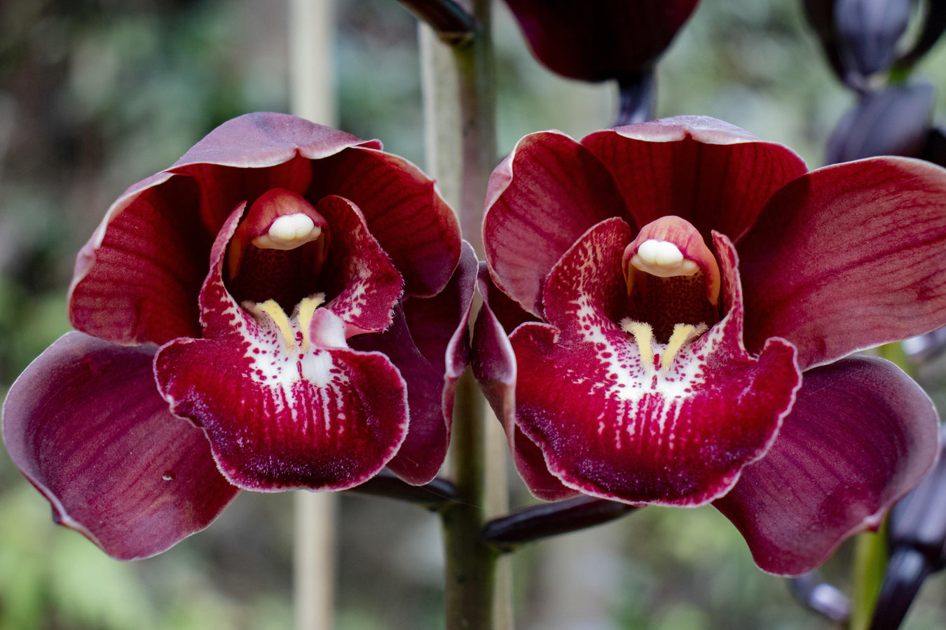 CYMBIDIUM ORCHID - Mainaam Garden