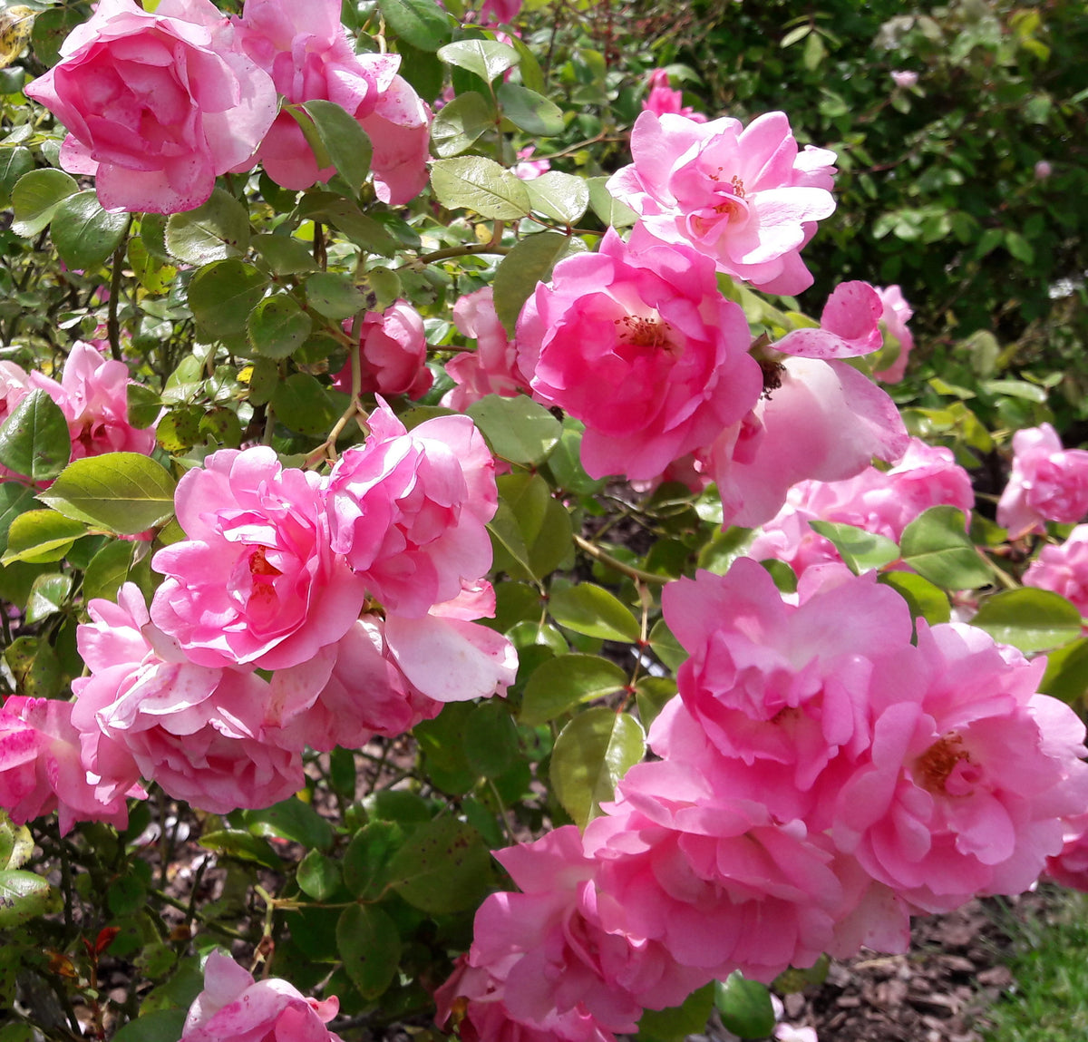 Floribunda Roses — Mainaam Garden