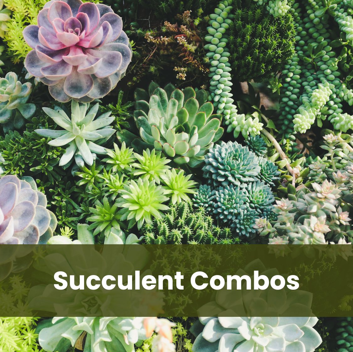 Succulent Combo