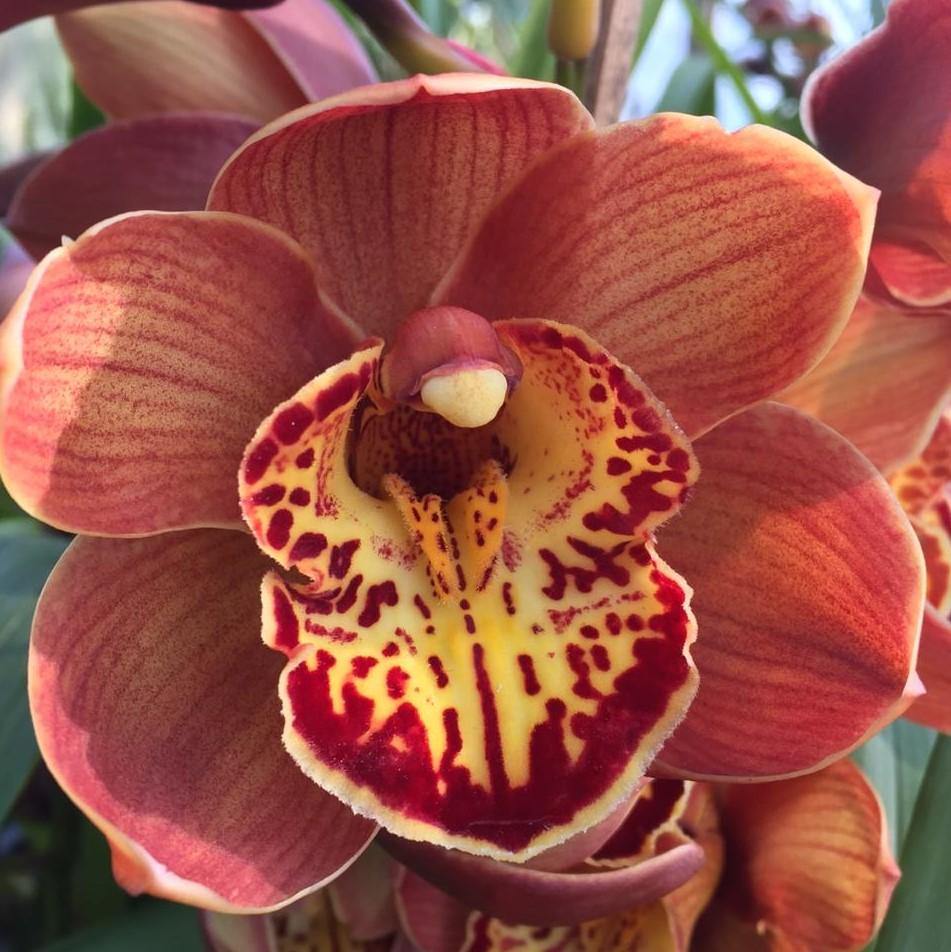 Sub-Tropical Plants - Mainaam Garden