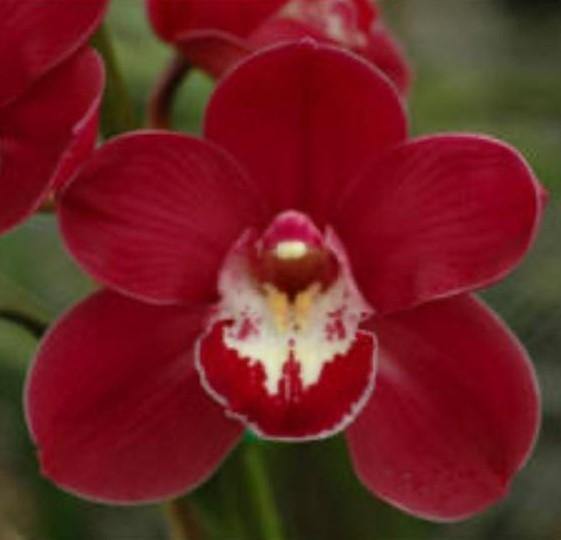 1 Year Old Plants - Mainaam Garden