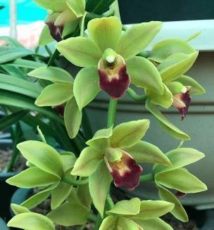 Warm Tolerant Cymbidium