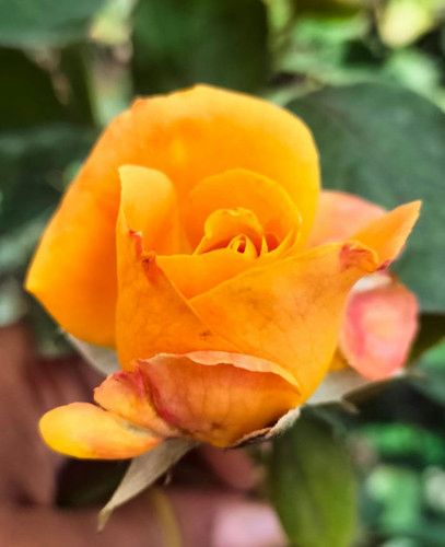 Lady Oaksey||Hybrid Tree Rose