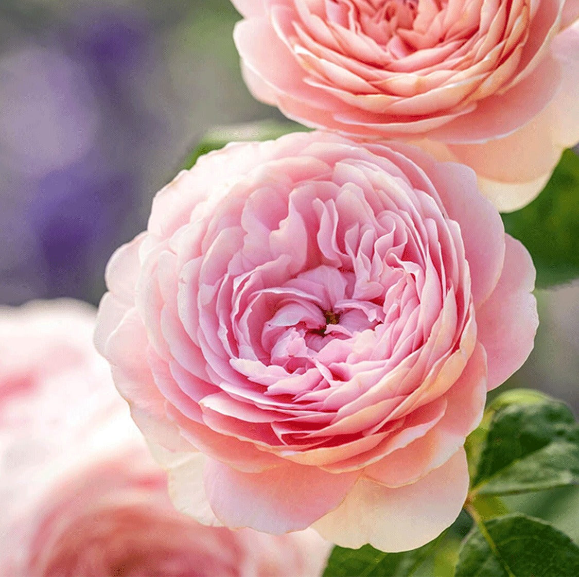 Qahrub Roses Shrub Roses — Mainaam Garden