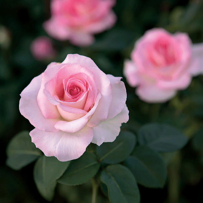 Pink Promise | Hybrid Tea