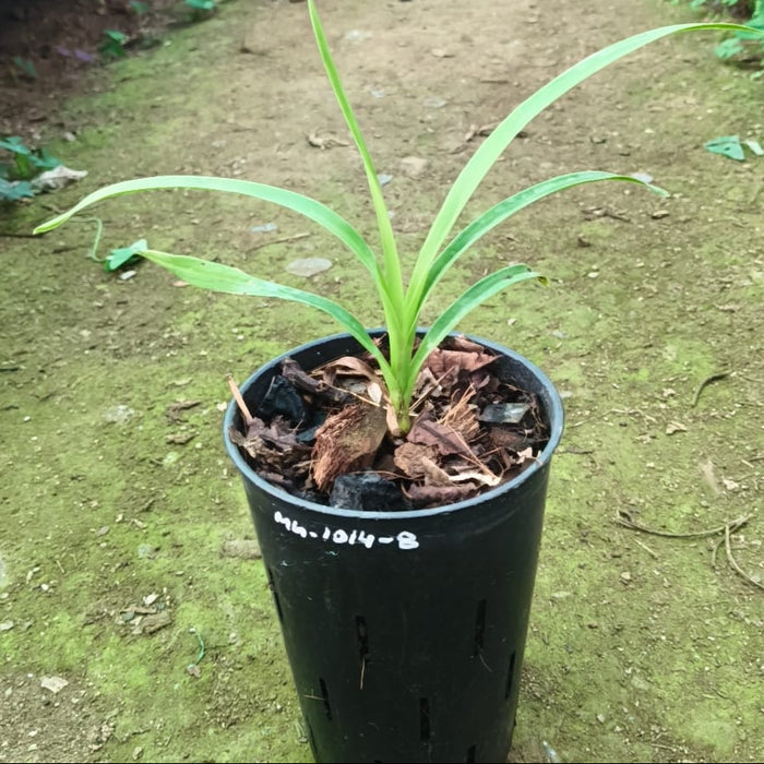 Lunar Sands Sunbrust X Amber Harvest  Dural Cymbidium Orchid | Clone