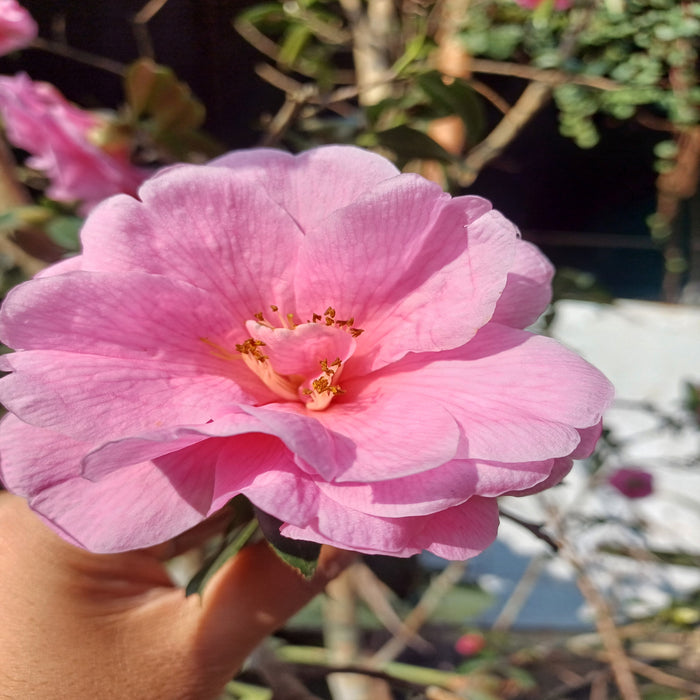 Camellia Japonica Plant