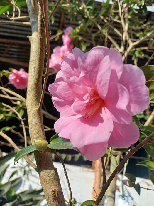 Camellia Japonica Plant