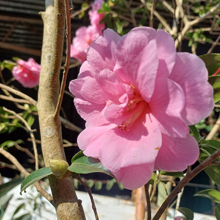 Camellia Mix | Tree