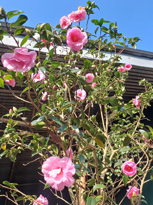 Camellia Japonica Plant