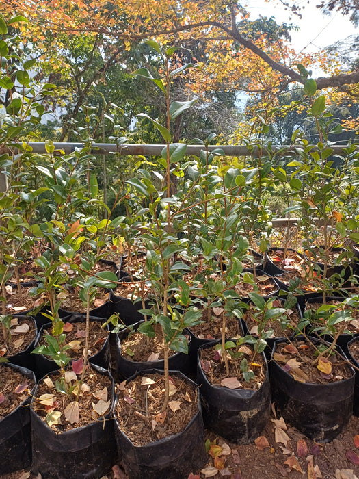 Camellia Japonica Plant