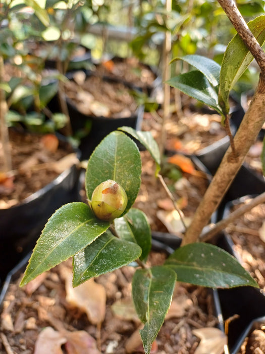 Camellia Japonica Plant