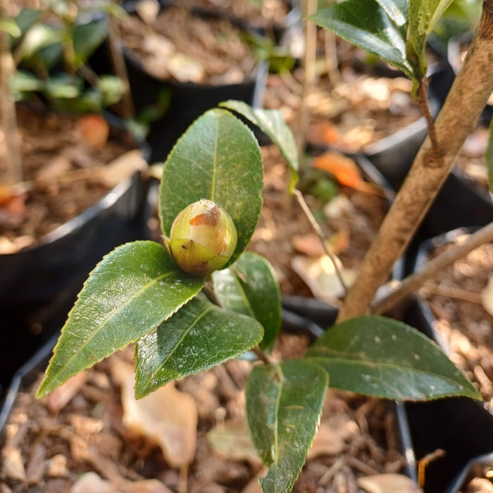 Camellia Mix | Tree