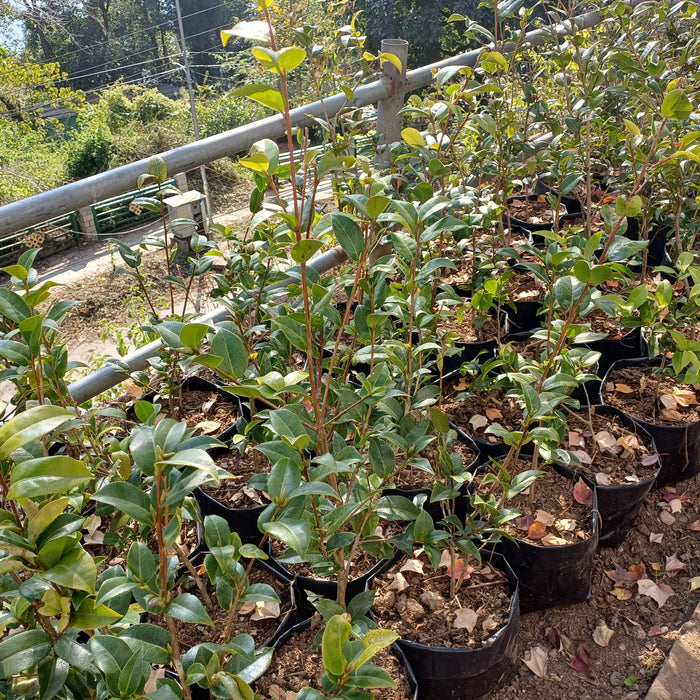Camellia Mix | Tree