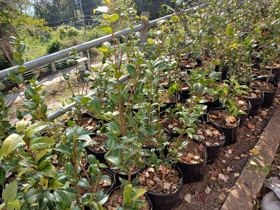 Camellia Japonica Plant