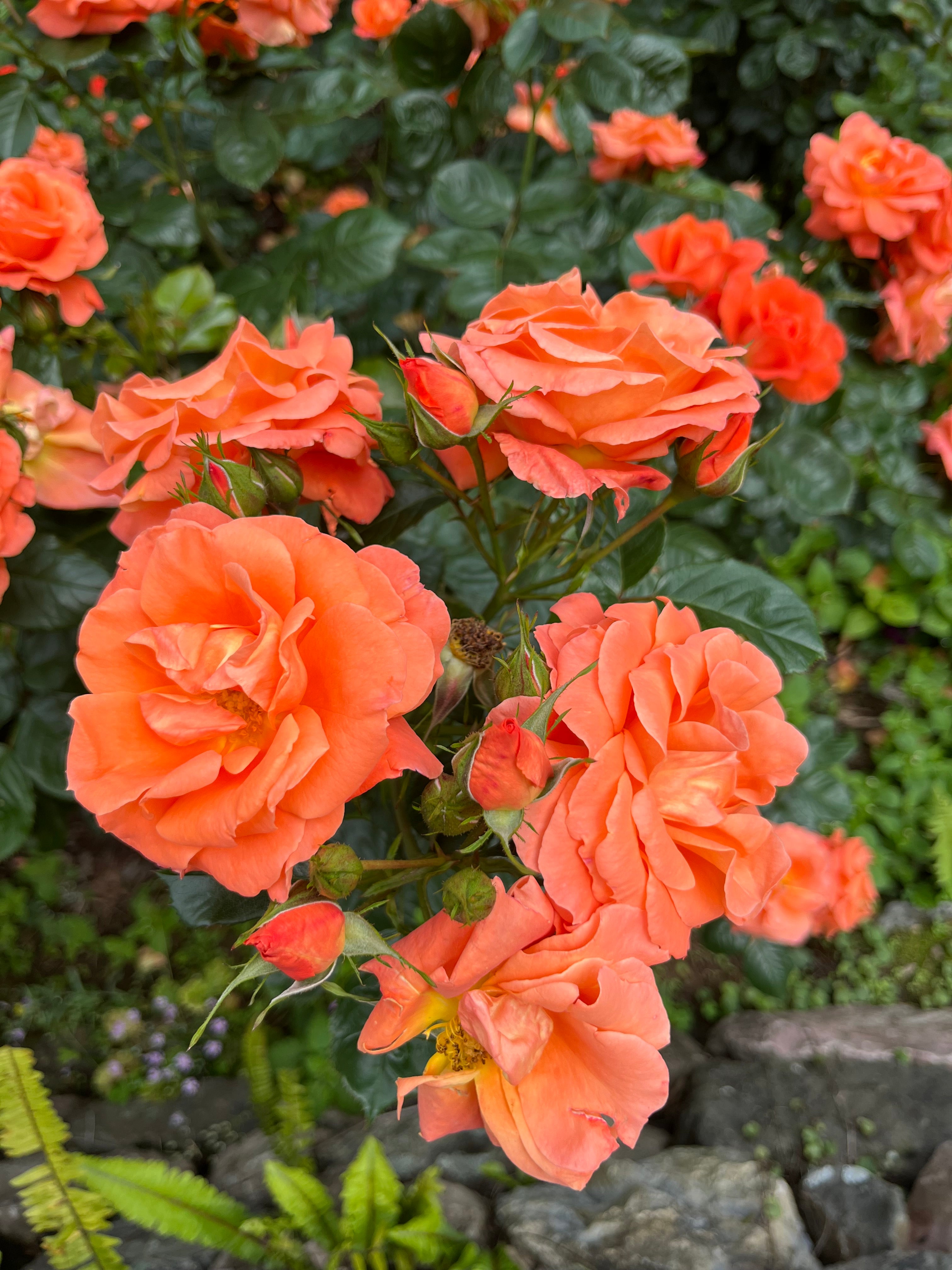 Newsflash | Floribunda Rose — Mainaam Garden