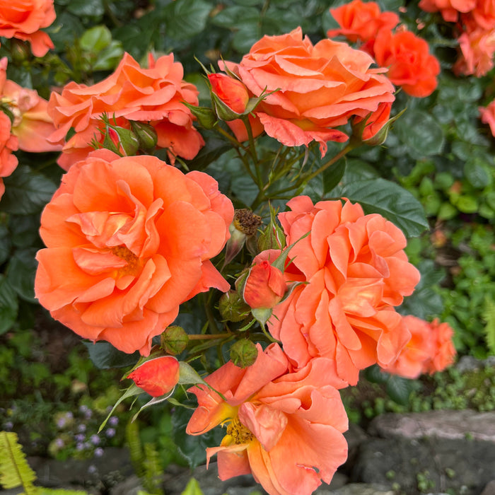 Newsflash | Floribunda Rose