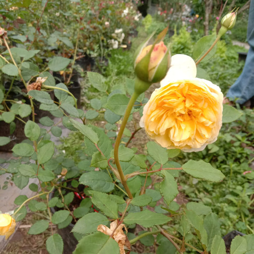 Yellow rose with green leaves in a garden setting