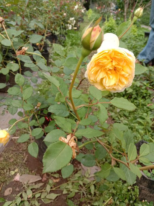 THE POET'S WIFE ROSE|ENGLISH SHRUB ROSE