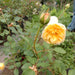 Yellow rose with green leaves in a garden setting