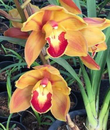 Lunar Sands Sunbrust X Amber Harvest  Dural Cymbidium Orchid | Clone