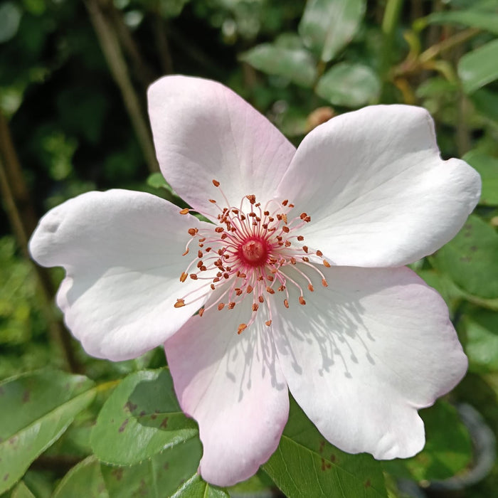 Astronomia | Shurb Tree Rose